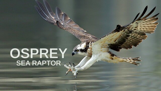 Osprey: Sea Raptor key art