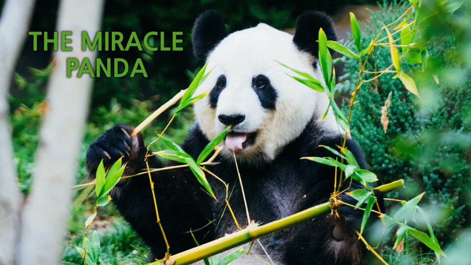 The Miracle Panda - Smithsonian Channel