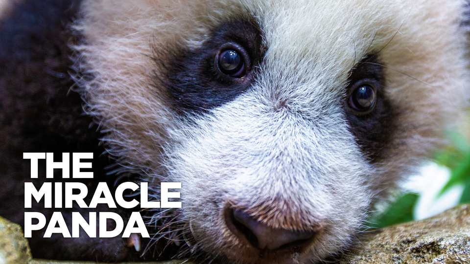 The Miracle Panda - 