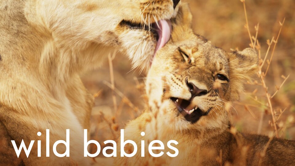 Wild Babies - Netflix
