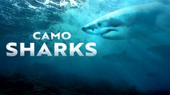 Camo Sharks - Nat Geo
