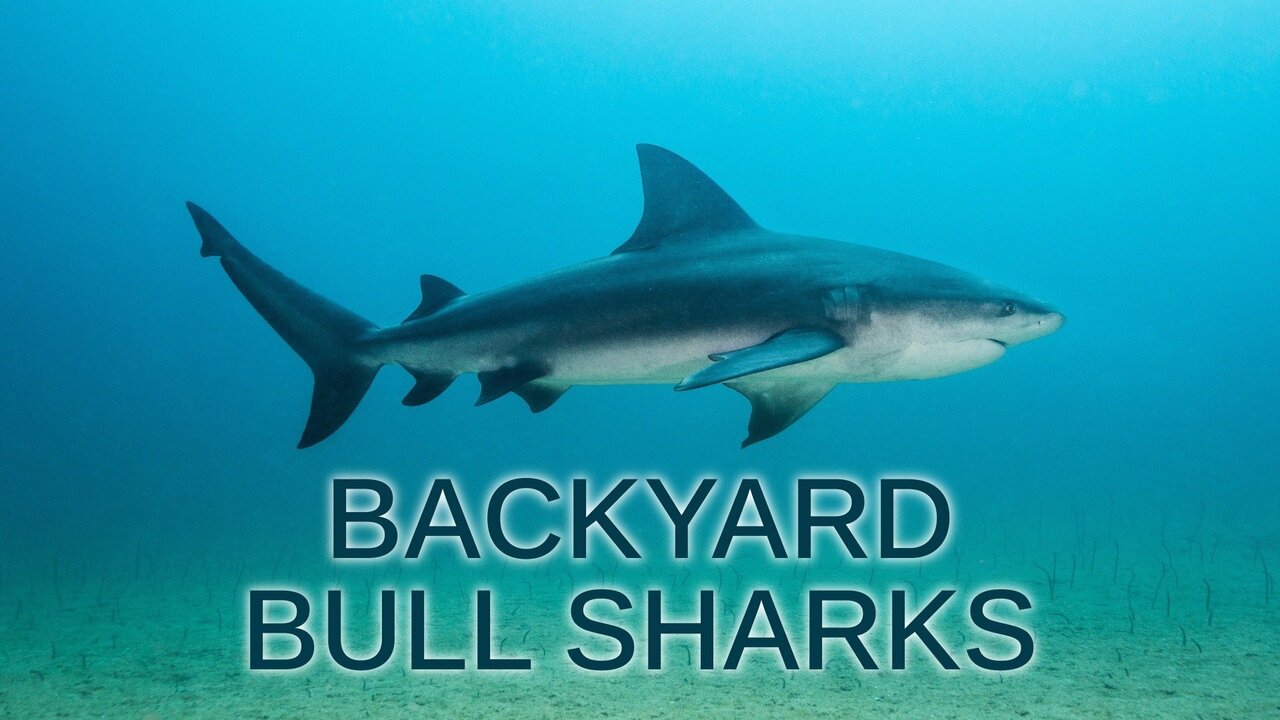 Backyard Bull Sharks - Nat Geo Special