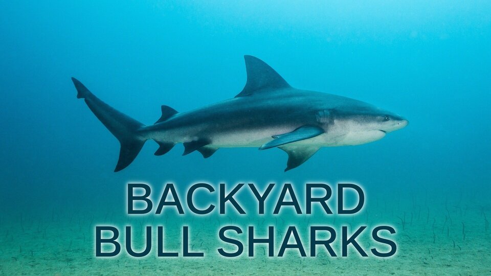 Backyard Bull Sharks - Nat Geo