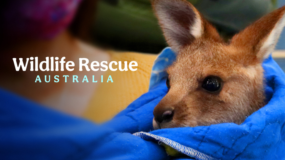 Wildlife Rescue Australia - Nat Geo