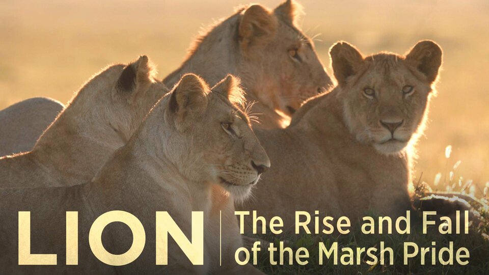 Lion: The Rise and Fall of the Marsh Pride - PBS