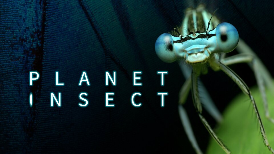 Planet Insect - Curiosity Stream