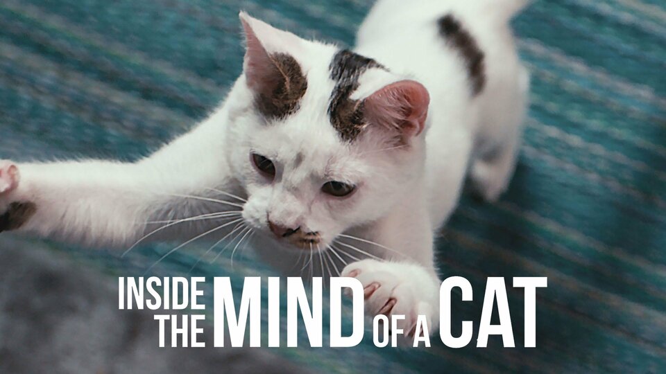 Inside the Mind of a Cat - Netflix