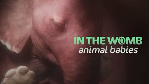 In the Womb: Animal Babies