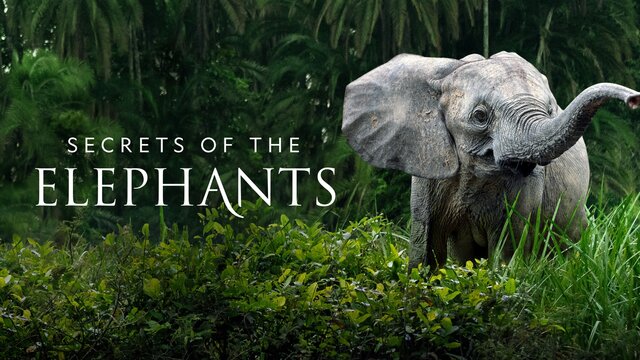 Secrets of the Elephants key art