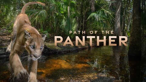 Path of the Panther