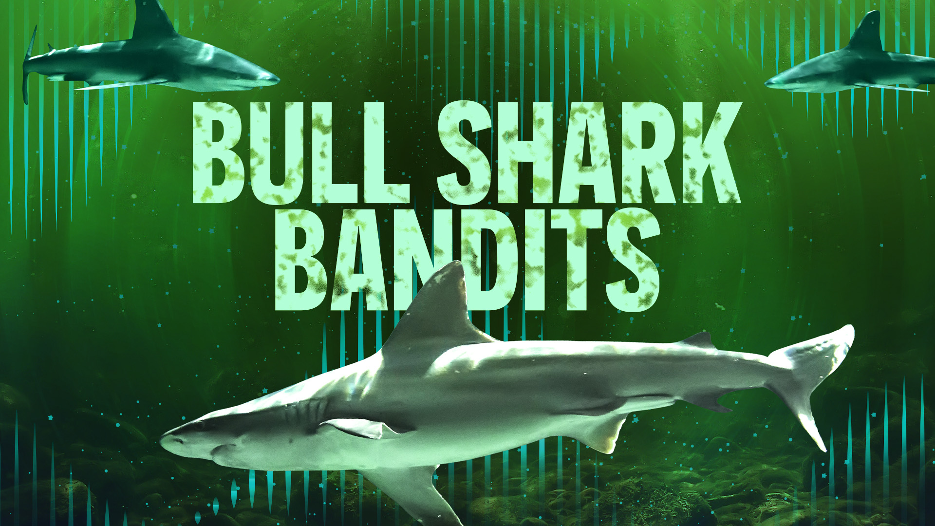 Bull Shark Bandits - Nat Geo Special - Where To Watch