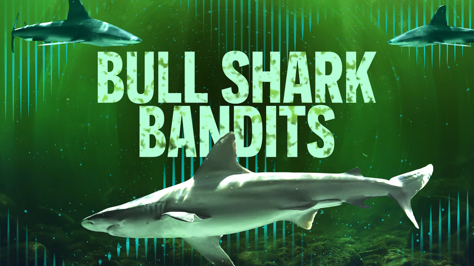 Bull Shark Bandits - Nat Geo