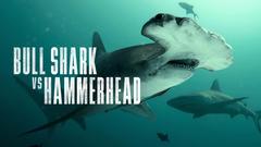 Bull Shark vs. Hammerhead - Nat Geo