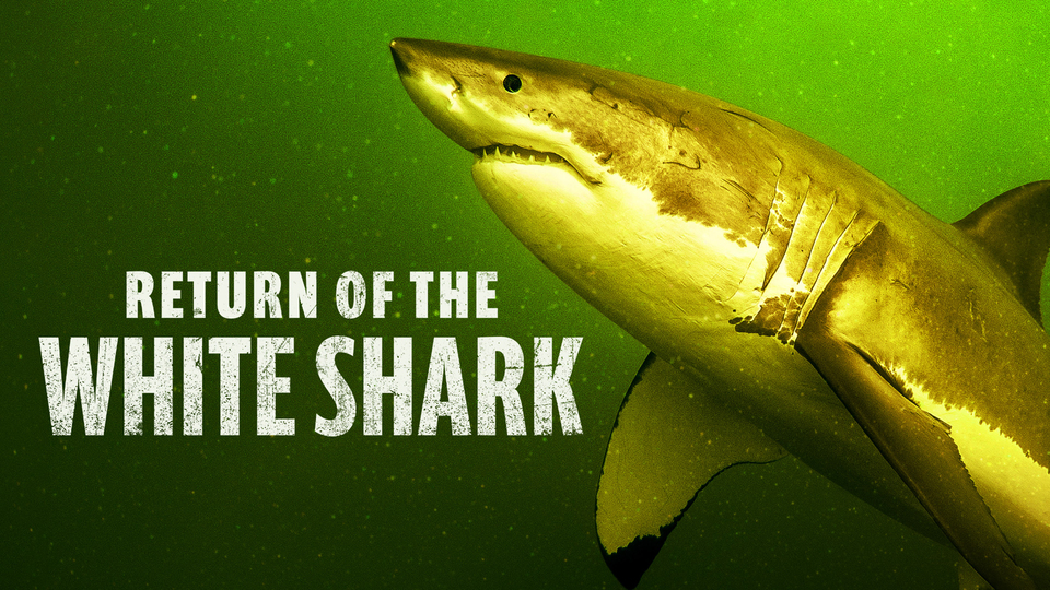 Return of the White Shark - Nat Geo
