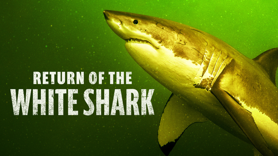 Return of the White Shark Nat Geo Special Where To Watch