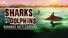 Sharks vs. Dolphins: Bahamas Battleground - Nat Geo