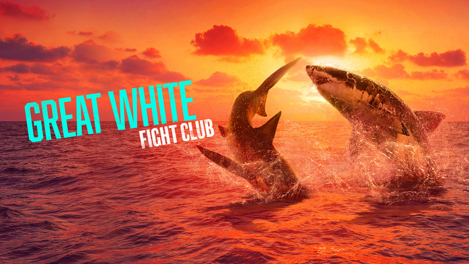 Great White Fight Club - Discovery Channel