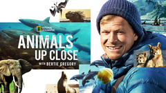 Animals up Close With Bertie Gregory - Nat Geo