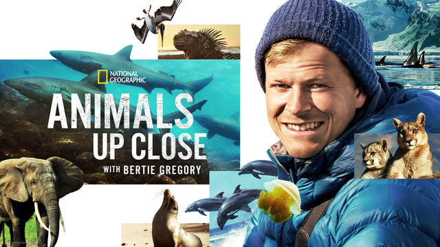 Animals up Close With Bertie Gregory key art