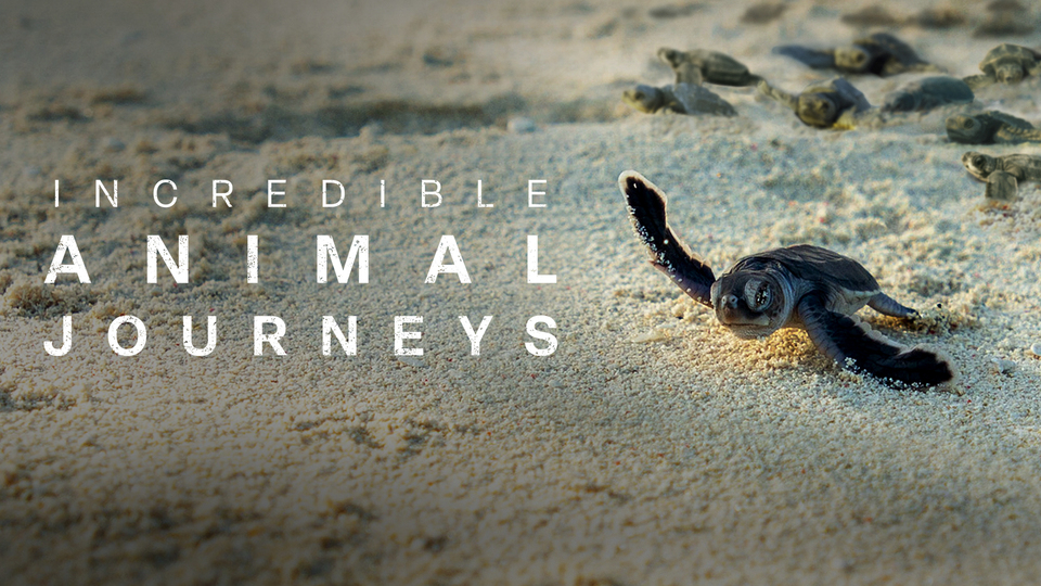 Incredible Animal Journeys - Nat Geo