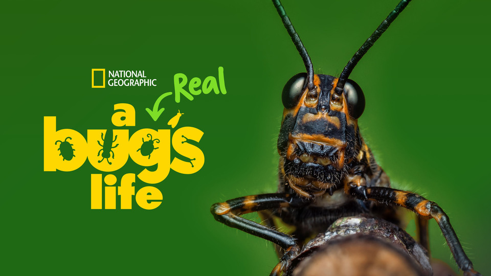 A Real Bug's Life - Nat Geo