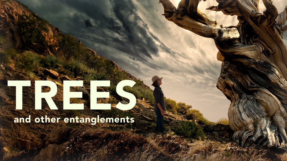 Trees and Other Entanglements - HBO