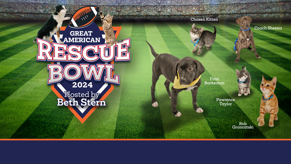 Great American Rescue Bowl - Great American Family