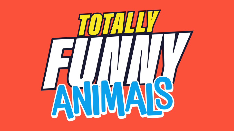 Totally Funny Animals - The CW