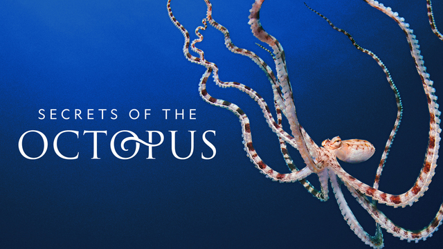 Secrets of the Octopus key art