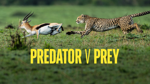 Predator v Prey