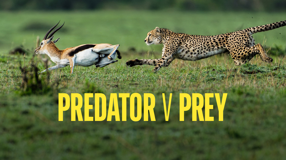 Predator v Prey - BBC America