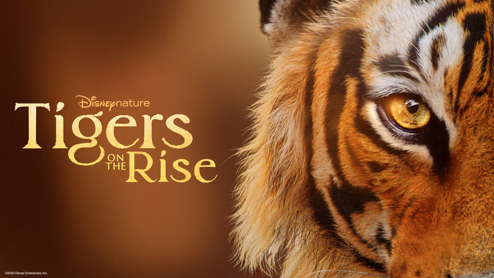 Tigers on the Rise - Disney+