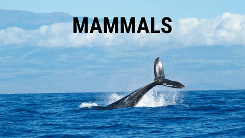 Mammals (2024)