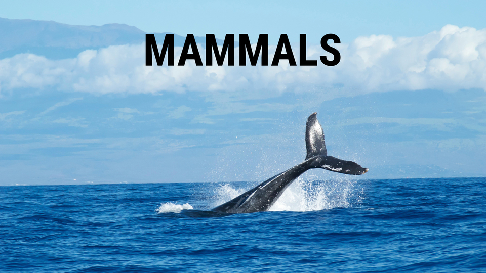 Mammals (2024) - BBC America