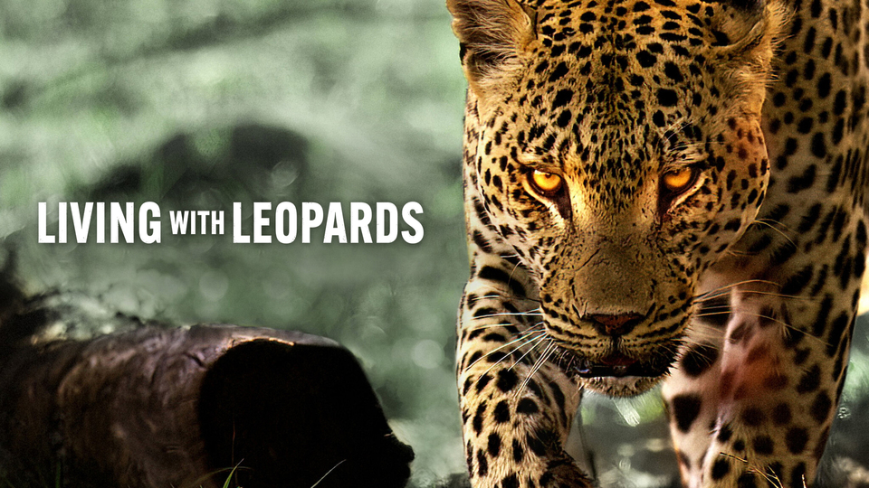Living with Leopards - Netflix