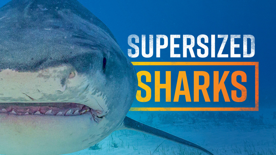 Supersized Sharks - Nat Geo