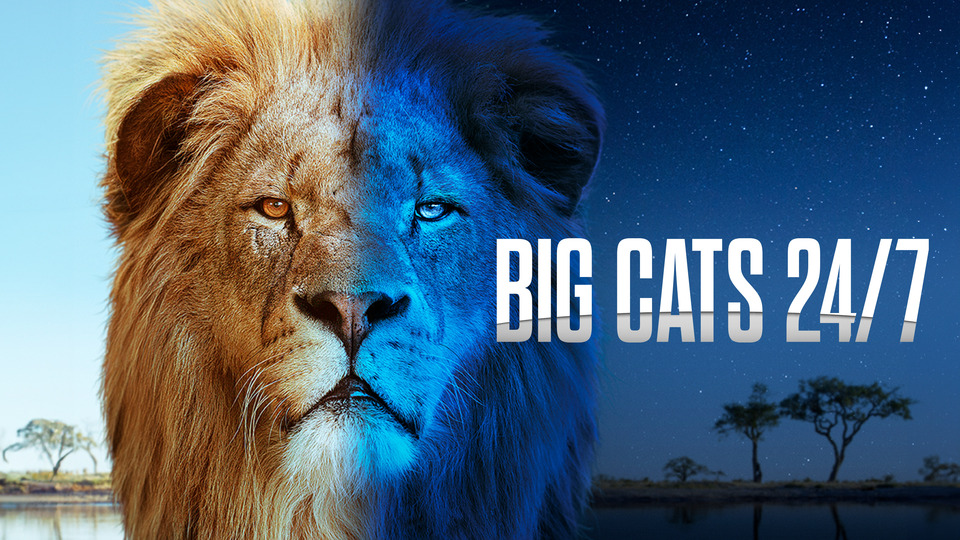 Big Cats 24/7 - PBS