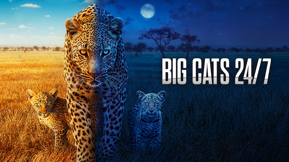 Big Cats 24/7