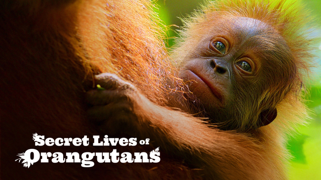 Secret Lives of Orangutans key art