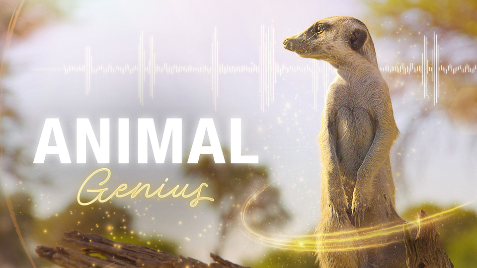 Animal Genius - Nat Geo