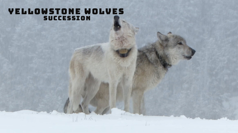 Yellowstone Wolves: Succession