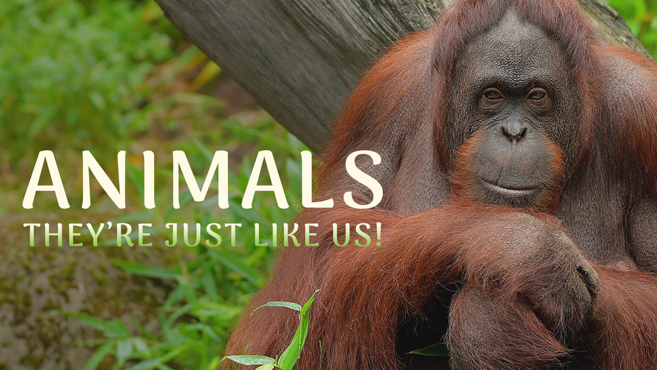 Animals, They're Just Like Us - Nat Geo Wild