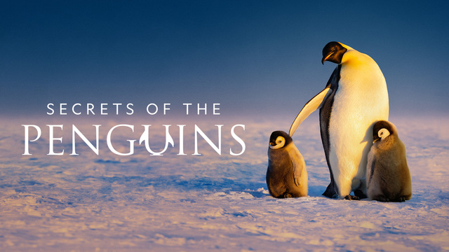 Secrets of the Penguins key art