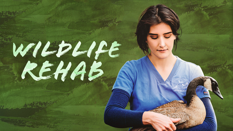 Wildlife Rehab