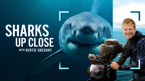 Sharks Up Close With Bertie Gregory