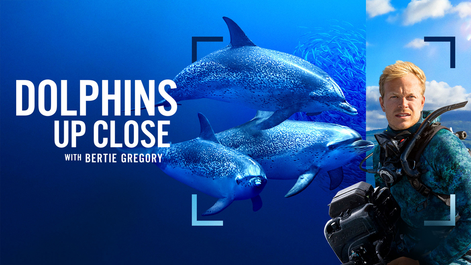 Dolphins Up Close - Nat Geo