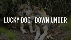 Lucky Dog: Down Under