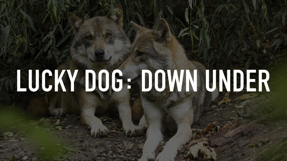 Lucky Dog: Down Under - CBS