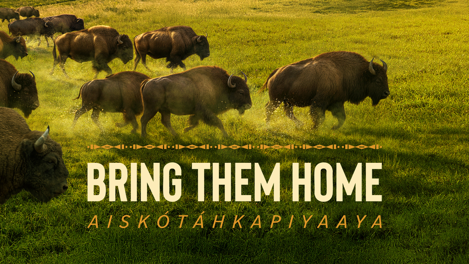 Bring Them Home - PBS