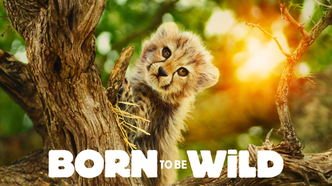 Born to be Wild